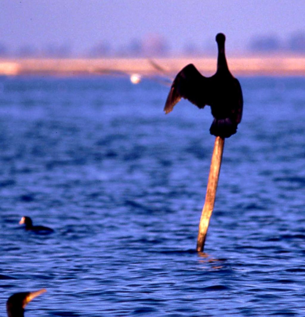 Phalacrocorax carbo (187)